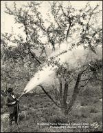 A man in a bow tie sprays an apple tree with lead arsenate. Orchardists say without the pesticide, the country’s most productive apple growing region wouldn’t have been able to grow apples.
