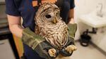A person weaving thick gloves holds a barred owl leaning against their torso by the bird's feet.