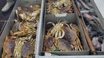 The Dungeness crab fishery generates about $170 million a year in revenue for the West Coast commercial fishing fleet.