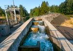 A fish ladder at Fall Creek Dam offers adult salmon a swimming route. At many dams, fish ladders offer salmon a way up and over dams blocking their path. At the tall dams on the Willamette, these ladders lead to pens that hold fish until they can be transported by truck. 