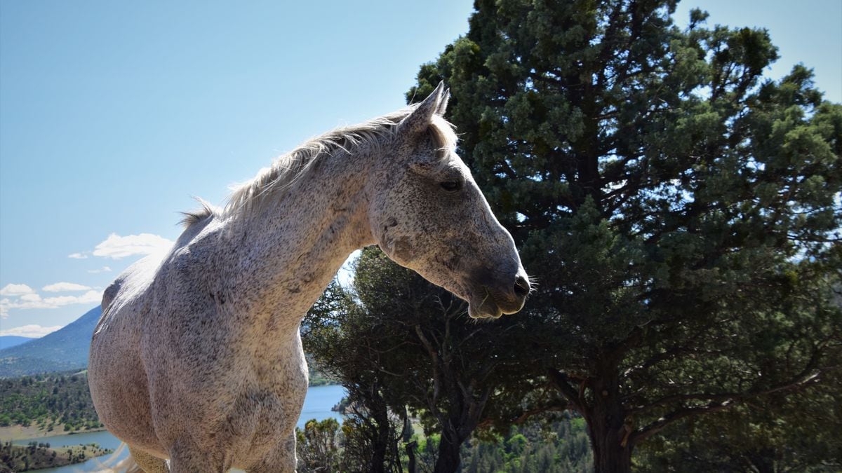 HER, How the Appaloosa escaped extinction