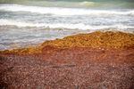 Long Beach is covered with sargassum in Crest Church parish along the south coast of Barbados on July 27.