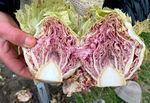 A cross section of a Variegato di Chioggia harvested from Wild Roots Farm in Troutdale, Ore., on Jan. 25, 2023.