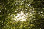 The sun pokes through the canopy of an Oregon myrtle grove at Hoffman Memorial State Wayside, south of Myrtle Point, Oregon.