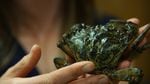 The first invasive European green crab that was found in Puget Sound was trapped on San Juan Island. 