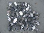 In 2016, volunteers conducting beach surveys observed mass die-offs of seabirds such as Cassin's auklets following the large marine heat wave known as "the Blob" in the Northeast Pacific Ocean.