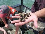 Quagga mussels found during a Great Lakes education workshop.