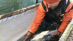 Fish trap operators can pick out the hatchery salmon for harvest and release the wild salmon so they can return to their spawning grounds.