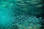 A new rule prohibits new fisheries on forage fish species including silversides, shown here.