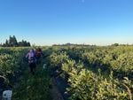 Farmworkers picking blueberries in Albany on one the morning of the hottest day ever recorded in Oregon, on June 28, 2021.