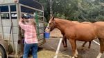A woman opens the back door of a metal horse trailer while two brown horses stand roped nearby, eating feed from a bucket.