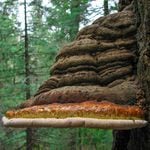 The red-belted polypore mushroom is among five species of fungi that have been shown to improve the honeybee's immune system.