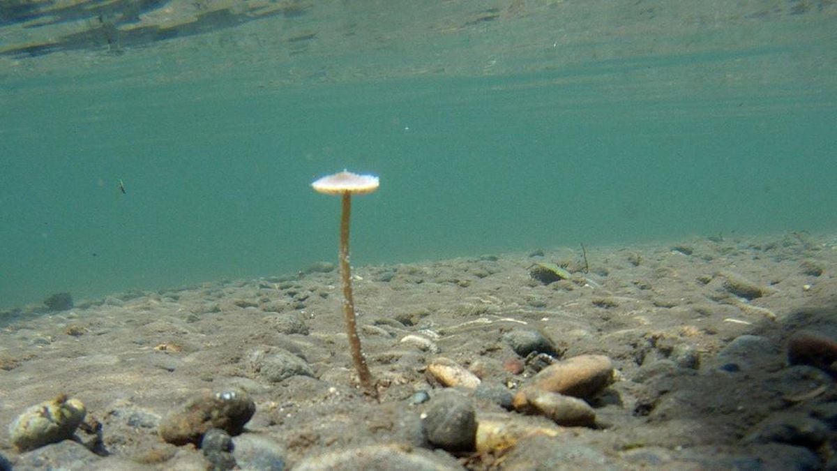 Psathyrella Aquatica гриб. Псатирелла Акватика. Подводные грибы. Грибы растущие в воде. В воде есть грибы