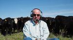 A man with a headset on sits in a field in front of a herd of cows.