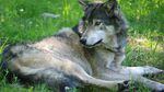 A panel of five experts says the U.S. Fish and Wildlife Service didn't use the best available science when it proposed dropping protection for gray wolves. 