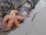 An ochre sea star clings to a rock at low tide on Oregon’s South Coast.