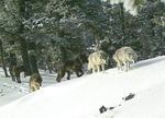 A pack of wolves makes their way through the snow in Northeastern Oregon.