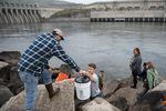 A bucket of juvenile salmon is handed to Conor Giorgi , anadromous Program Manager of Spokane Tribe, to be released into the Columbia River the morning of May 6, 2022. 