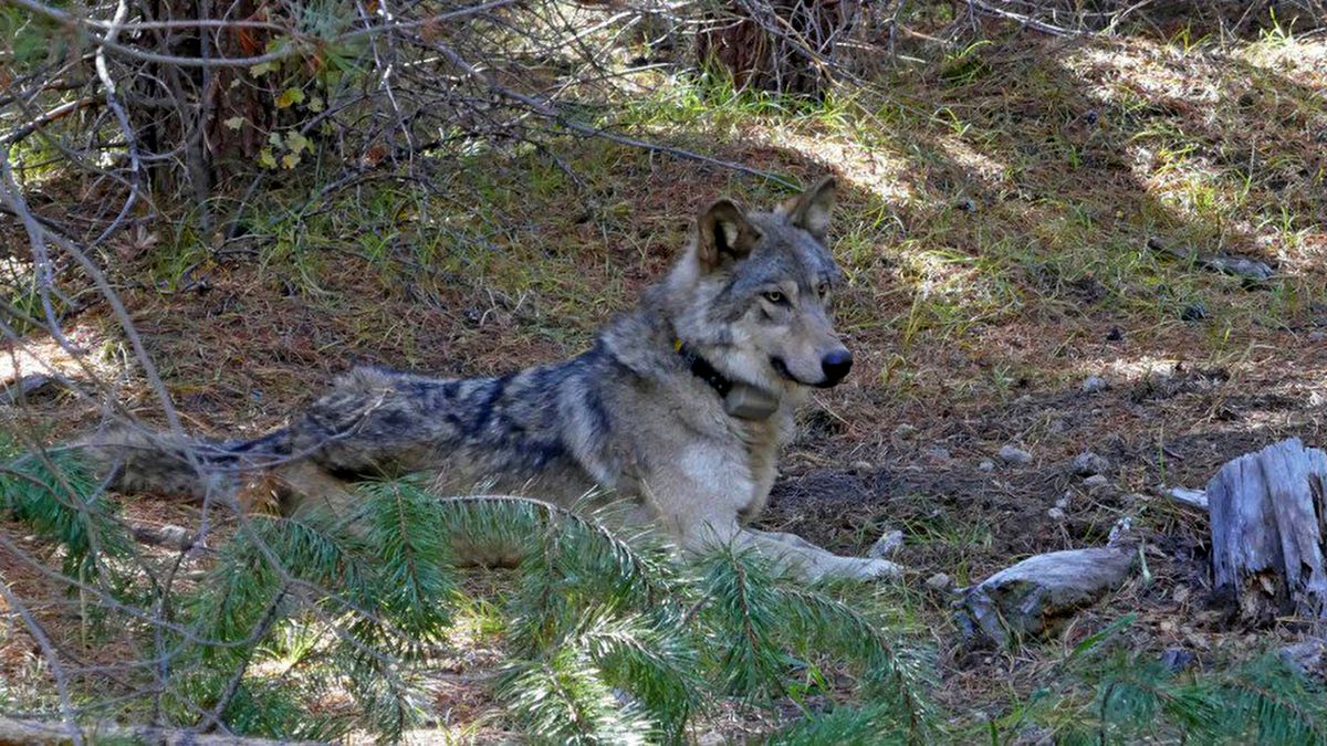 Growth of Oregon wolf population stalls  after poaching, car crashes