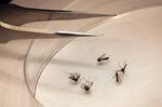 FILE PHOTO. Multnomah County is facing its largest outbreak of mosquitoes in more than a decade.