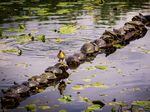 Ryan Sims' photo of a duckling waddling across a turtle-covered log at the Juanita wetlands in Washington state.