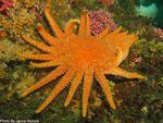 Sunflower sea star in off Olympic Coast in 2013.0