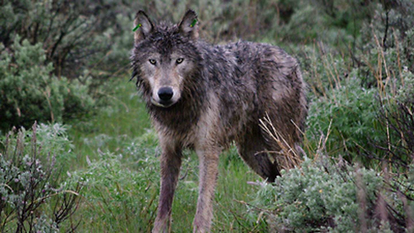 Oregon Wolf 3