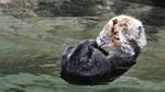 Sea Otters are often considered one of the cutest animals, but they are actually feisty by disposition and are the largest member of the animal family that includes skunks, wolverines, and honey badgers.