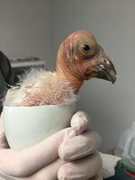 A 24-hour-old California condor chick is put back in a shell after hatching.   