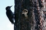A black-backed woodpecker chick pokes its head out, hoping for a meal from its parent in the Malheur National Forest.