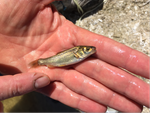The tiny Borax Lake chub is being proposed for removal from the endangered species list.