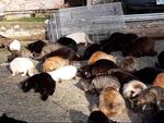 These are some of the very last cats collected from the Gold Beach jetty this spring. All were spayed, neutered, vaccinated and dewormed. Some went to homes, others to stores or barns, and some were taken to an animal sanctuary in Florence.