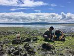 Neuroscientists Joe Sisneros and Allison Coffin search for midshipman fish, also known as 'singing fish,' underneath large rocks on the rocky shores of Hood Canal.