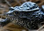In this Sept. 27, 2011 file photo, a gopher frog is seen at the Audubon Zoo in New Orleans. A conservation group says the federal government hasn't done enough to save the endangered dusky gopher frog because it has yet to write up a rescue plan. The Center for Biological Diversity's legal notice of plans to sue comes about three months after a property rights group filed such a notice claiming the Interior Department has gone too far in protecting the frogs, which spawn in ponds so shallow they dry up in the summer.