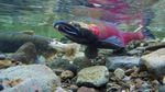 A large fish in spawning colors of red and green and a hooked nose swims just above the gravel of a river bottom.