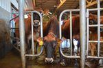 Cows at a dairy farm in Whatcom County, Washington.