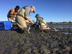 Researchers collect mud shrimp from Yaquina Bay for a study that will keep them alive to measure how fast an invasive parasite is slowing their growth.