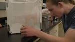 Oregon State University undergraduate Vincent Vaughn-Uding selects a stink bug to record in the lab in May 2023. The bug's call will be utilized b a new pest control device dubbed the "Pied Piper."