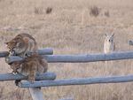 Two juvenile cougars hide on a fence to avoid territorial coyotes in Wyoming. Cougar kittens rarely survive to adulthood.