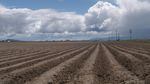 A field ready for planting in the Klamath basin