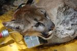 A tranquilized cougar is fit with a radio collar in California.