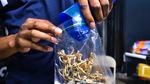 A vendor bags psilocybin mushrooms at a pop-up cannabis market.