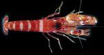 Snapping shrimp are among the noisiest animals in the ocean. They produce a loud clicking noise when snapping their claws to stun or kill their prey.