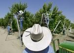 In this May 13, 2004, file photo, a foreman watches workers pick fruit in an orchard in Arvin, Calif. The U.S. EPA has banned use of the pesticide chlorpyrifos on food crops, as it has been linked to neurological damage, particularly in children and farmworkers.