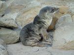 An emaciated sea lion pup in California's Channel Islands.
