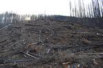 An area cleared of burned trees for safety along Forest Service Road 46 near Detroit.
