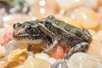 The northern leopard frog has been listed as endangered since 1999.