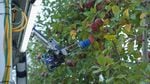 In this image collected from video footage, a robotic apple harvester locates and picks an apple, demonstrating how precise robots can be at repetitive tasks like fruit picking.