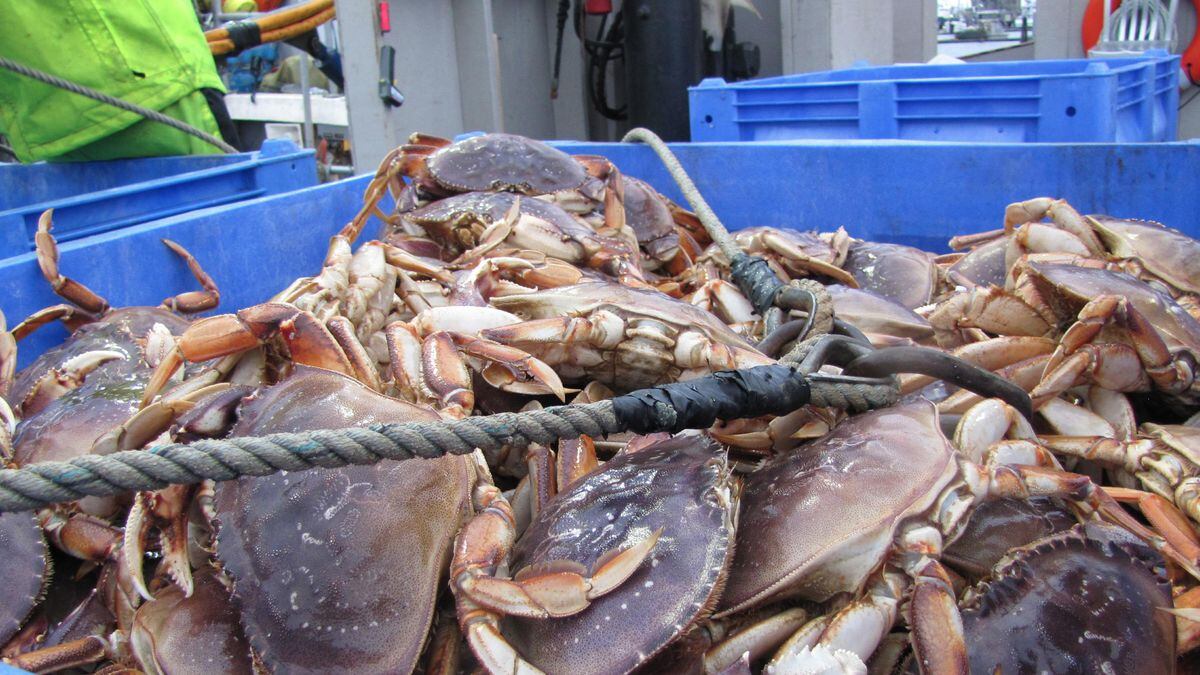 Toxin Discoveries Delay Oregon Commercial Crab Season OPB