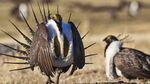 A male greater sage grouse struts its stuff on Bureau of Land Management land in this April 21, 2012, photo.